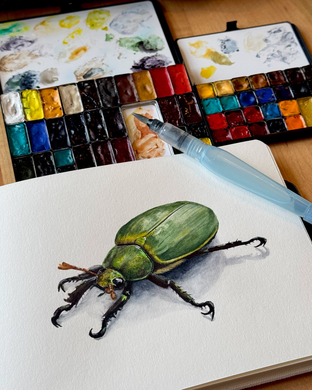"Gilded Green" - Chrysina lecontei