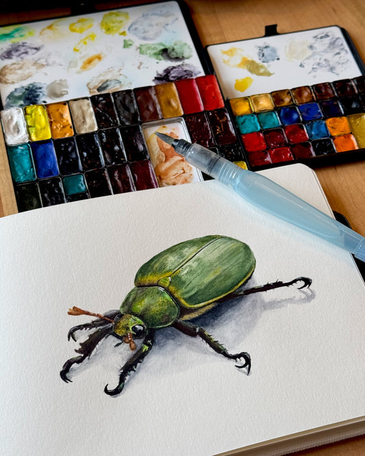 "Gilded Green" - Chrysina lecontei