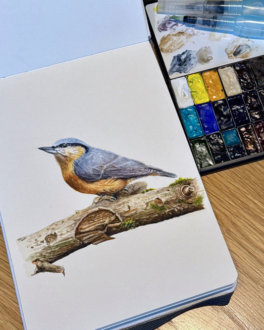 “Forest Climber” - Eurasian nuthatch