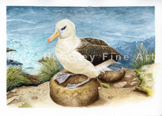 "Sailor of the Sky" - Albatross (Limited Edition Giclée Print)