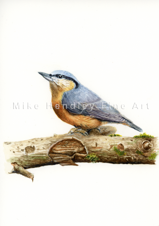 “Forest Climber” - Eurasian nuthatch (Limited Edition Giclée Print)