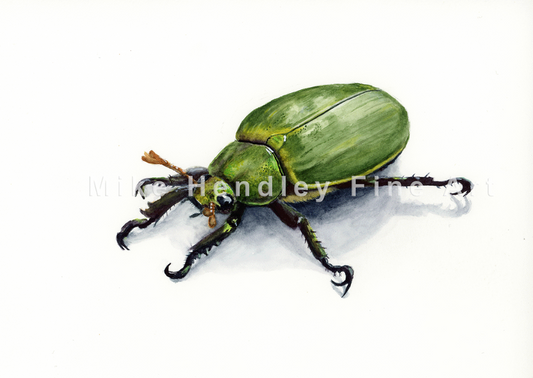 "Gilded Green" - Chrysina lecontei (Limited Edition Giclée Print)
