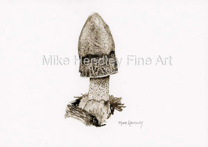 "Stinkhorn Portrait" - Limited Edition Giclée Print 5" by 7"